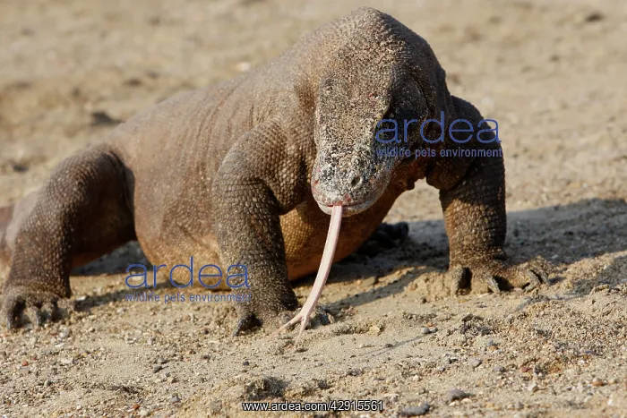 : Komodo dragon - on showing forked tongue : Komodo dragon - on showing forked tongue