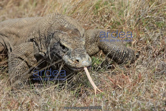 : Komodo dragon - showing forked tongue : Komodo dragon - showing forked tongue