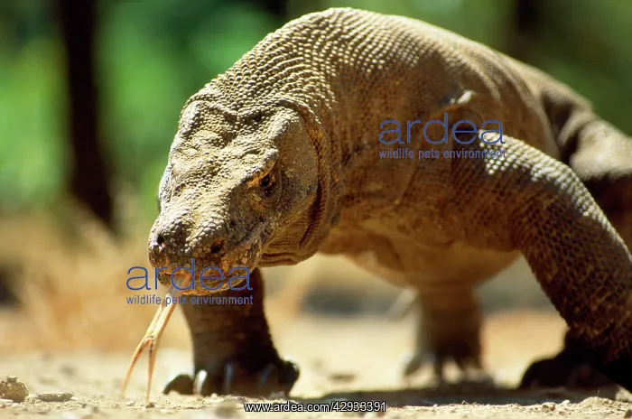 : KOMODO DRAGON - showing forked tongue : KOMODO DRAGON - showing forked tongue