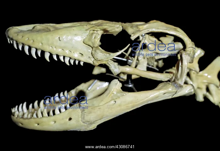 : Komodo Dragon skull : Komodo Dragon skull