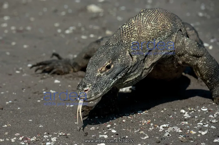 : Komodo Dragon - smelling with tongue walking on : Komodo Dragon - smelling with tongue walking on