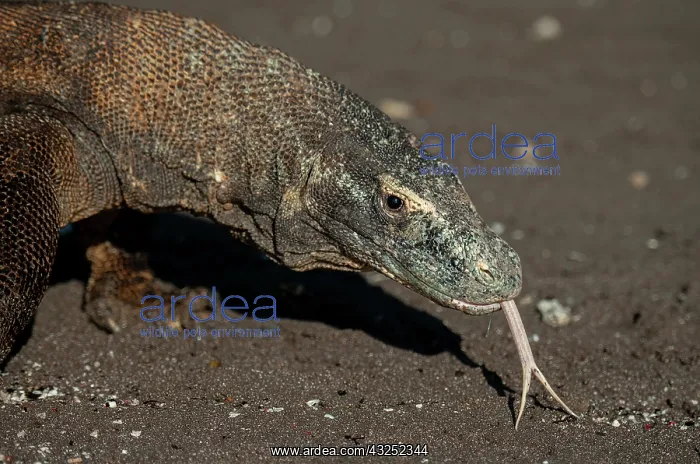 : Komodo Dragon - smelling with tongue walking on : Komodo Dragon - smelling with tongue walking on