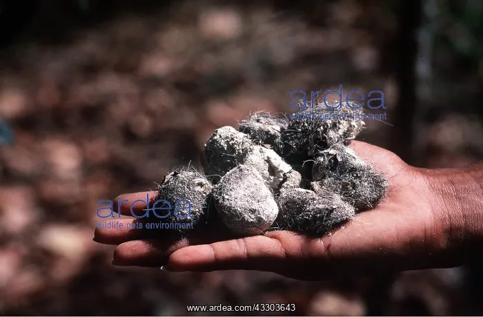 : KOMODO DRAGON - SPRAINT : KOMODO DRAGON - SPRAINT