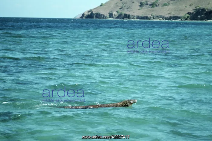 : Komodo Dragon - swiming : Komodo Dragon - swiming