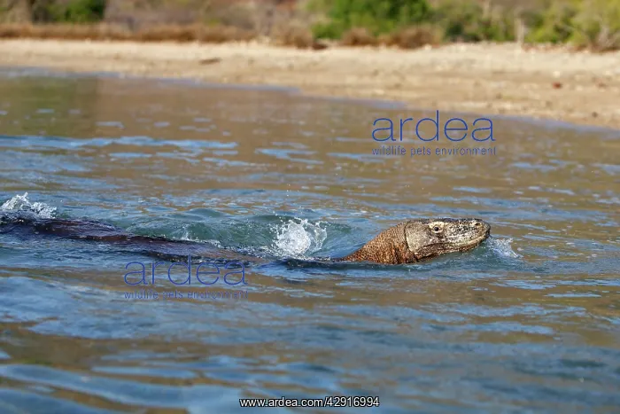 : Komodo dragon - swimming : Komodo dragon - swimming