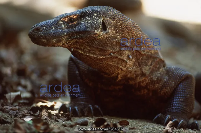 : KOMODO DRAGON - with ticks : KOMODO DRAGON - with ticks