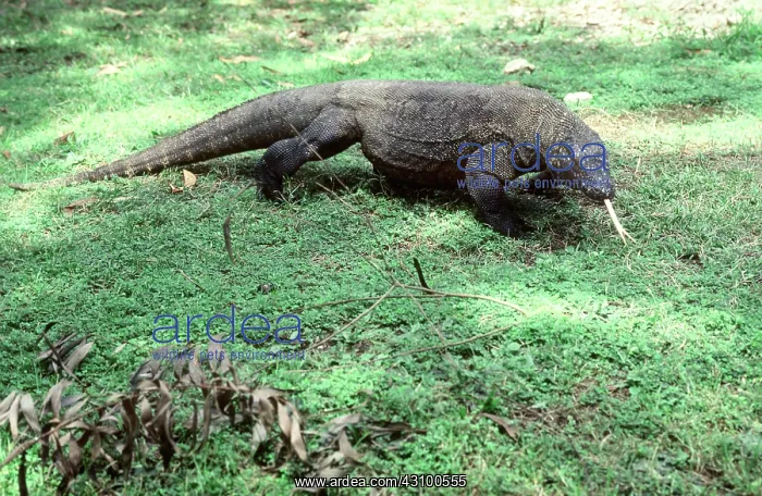 : Komodo Dragon with its tongue out : Komodo Dragon with its tongue out
