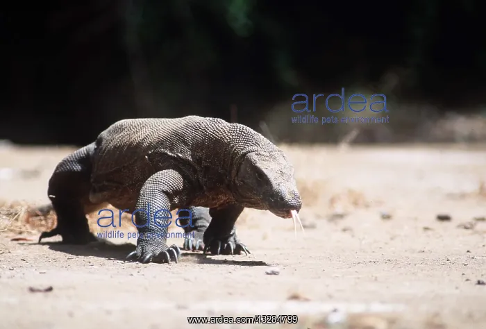 : KOMODO DRAGON - TONGUE OUT : KOMODO DRAGON - TONGUE OUT