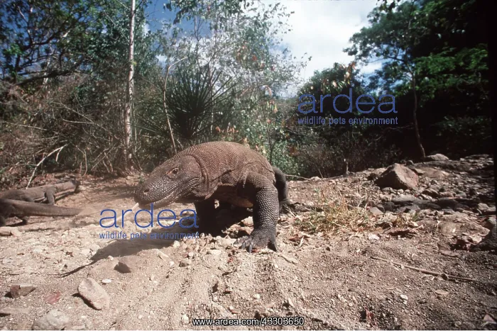 : KOMODO DRAGON -Tongue extended : KOMODO DRAGON -Tongue extended