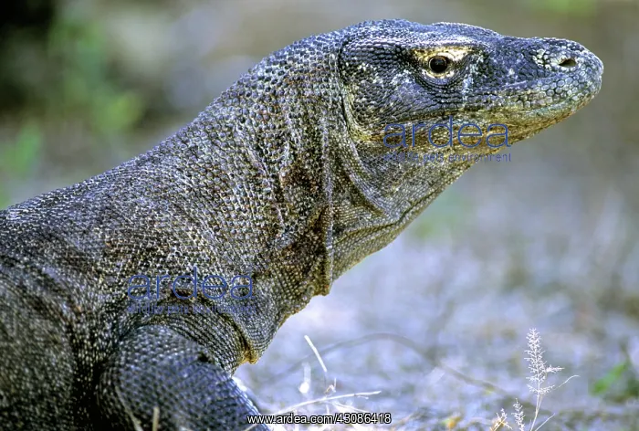  : Komodo Dragon (V. komodoensis)