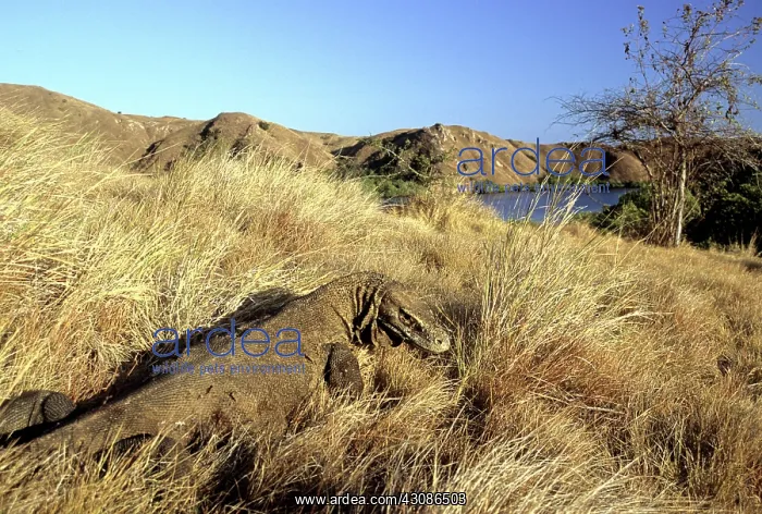 : Komodo Dragon (V. komodoensis) basking : Komodo Dragon (V. komodoensis) basking