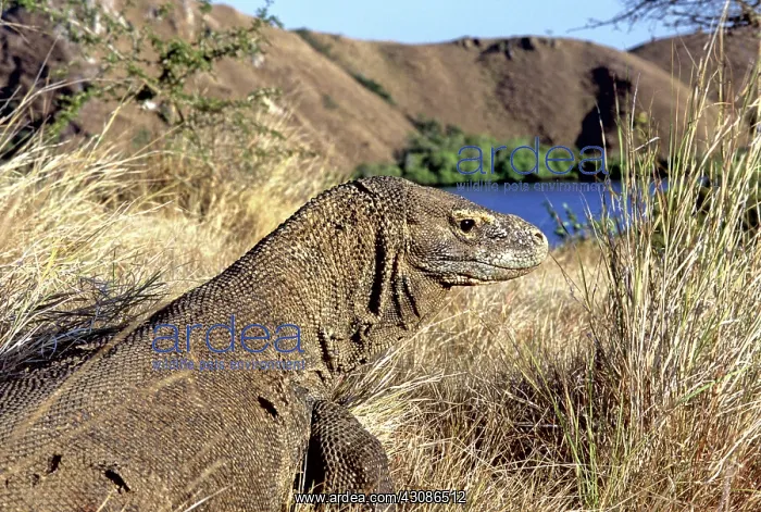 : Komodo Dragon (V. komodoensis) basking : Komodo Dragon (V. komodoensis) basking