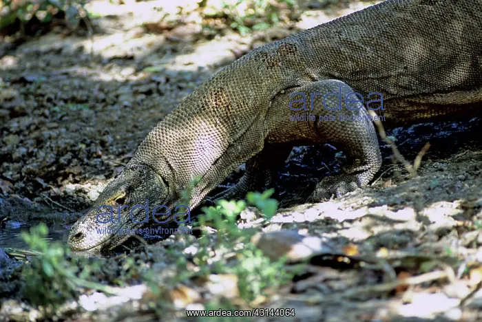 : Komodo Dragon (V. komodoensis) drinking : Komodo Dragon (V. komodoensis) drinking