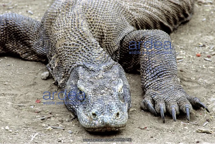 : Komodo Dragon (V. komodoensis) resting : Komodo Dragon (V. komodoensis) resting