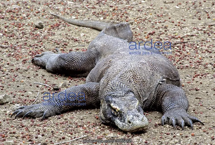 : Komodo Dragon (V. komodoensis) resting : Komodo Dragon (V. komodoensis) resting