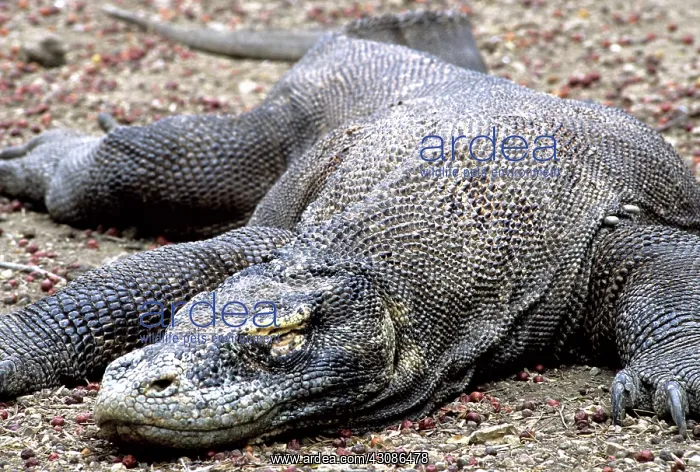 : Komodo Dragon (V. komodoensis) resting : Komodo Dragon (V. komodoensis) resting