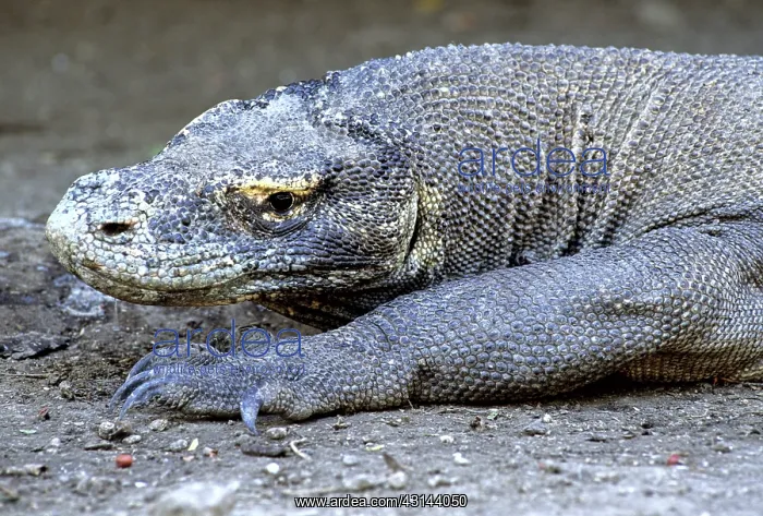 : Komodo Dragon (V. komodoensis) resting : Komodo Dragon (V. komodoensis) resting