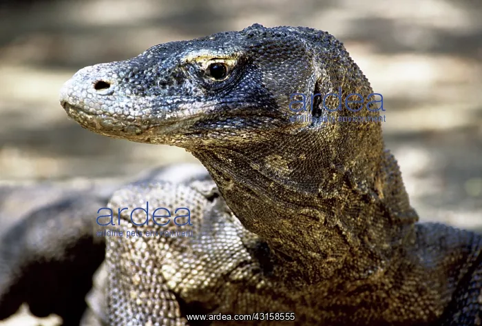 : Komodo Dragon (V. komodoensis) resting : Komodo Dragon (V. komodoensis) resting