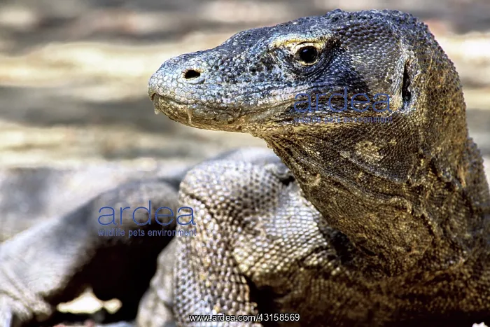 : Komodo Dragon (V. komodoensis) resting : Komodo Dragon (V. komodoensis) resting