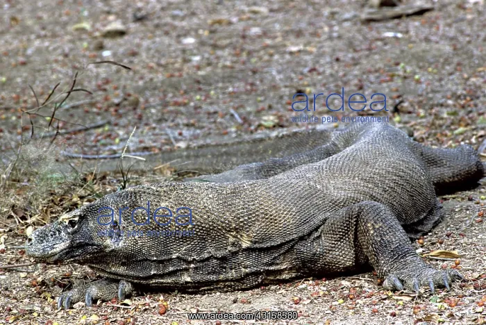 : Komodo Dragon (V. komodoensis) resting : Komodo Dragon (V. komodoensis) resting