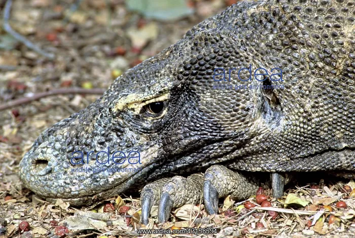 : Komodo Dragon (V. komodoensis) resting : Komodo Dragon (V. komodoensis) resting