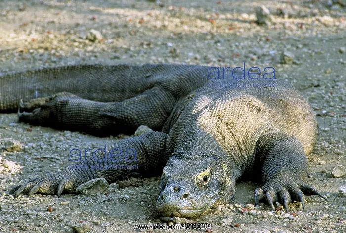 : Komodo Dragon (V. komodoensis) resting : Komodo Dragon (V. komodoensis) resting