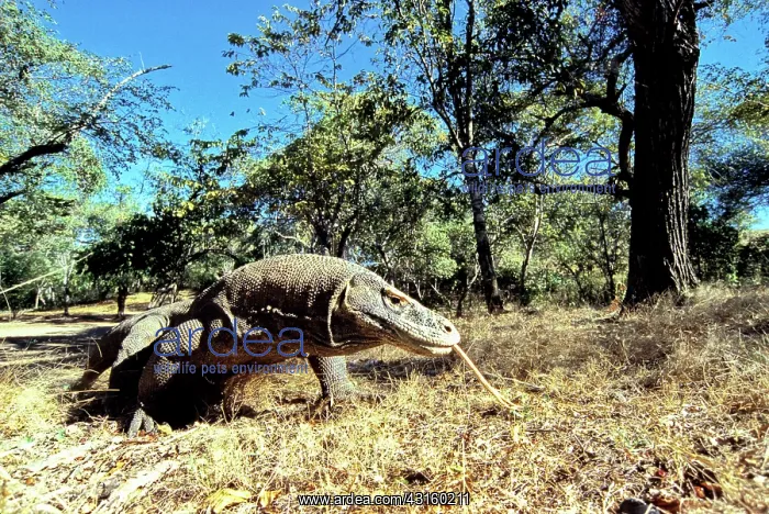 : Komodo Dragon (V. komodoensis) running : Komodo Dragon (V. komodoensis) running