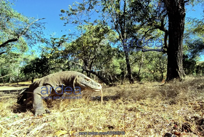 : Komodo Dragon (V. komodoensis) running : Komodo Dragon (V. komodoensis) running