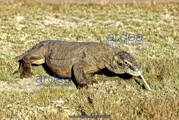 : Komodo Dragon (V. komodoensis) walking : Komodo Dragon (V. komodoensis) walking