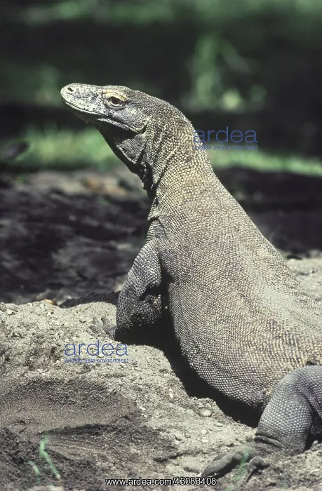 : Komodo Dragon (Varanus komodoensis) : Komodo Dragon (Varanus komodoensis)