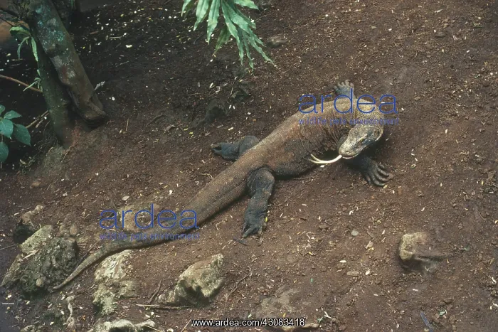 : Komodo Dragon (Varanus komodoensis) : Komodo Dragon (Varanus komodoensis)