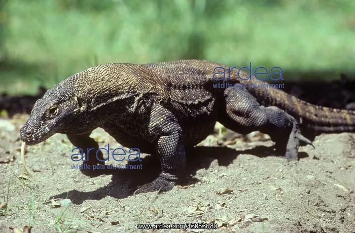 : Komodo Dragon (Varanus komodoensis) : Komodo Dragon (Varanus komodoensis)