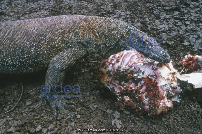 : Komodo Dragon (Varanus komodoensis) : Komodo Dragon (Varanus komodoensis)