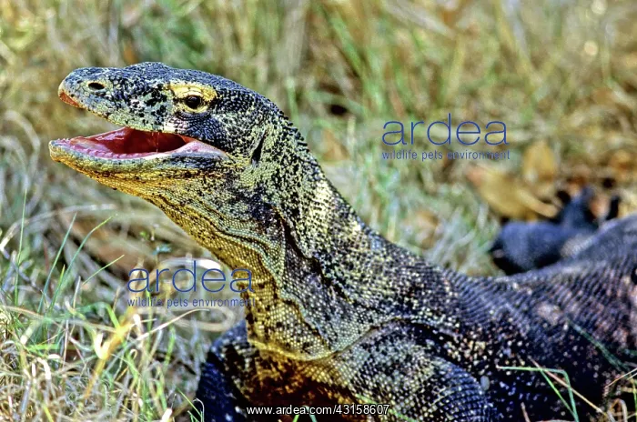 : Komodo Dragon (Varanus komodoensis) : Komodo Dragon (Varanus komodoensis)