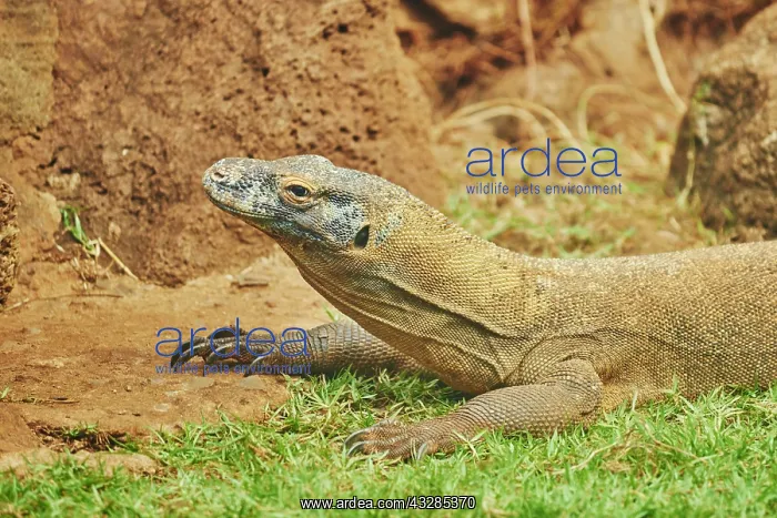 : Komodo dragon (Varanus komodoensis), animal portrait : Komodo dragon (Varanus komodoensis), animal portrait