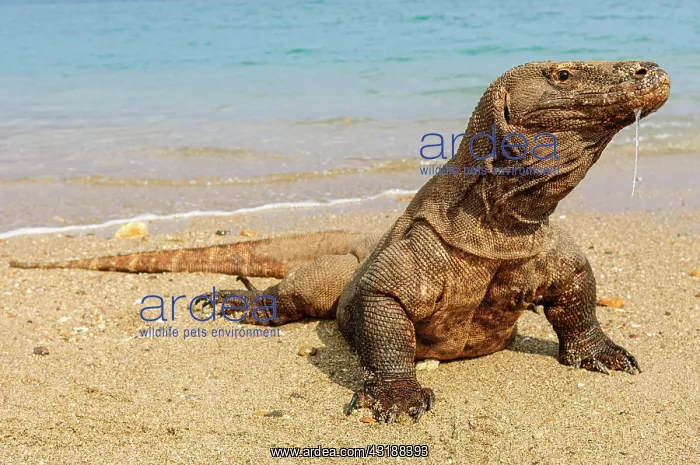 : Komodo dragon (Varanus komodoensis) is located at : Komodo dragon (Varanus komodoensis) is located at