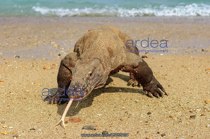 : Komodo dragon (Varanus komodoensis) runs out of : Komodo dragon (Varanus komodoensis) runs out of