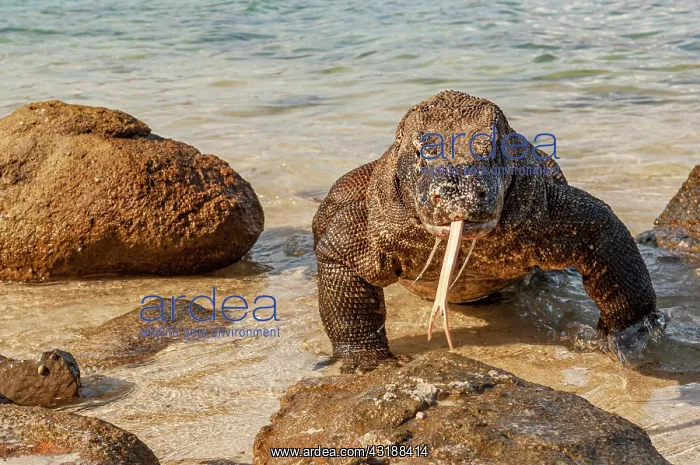 : Komodo dragon (Varanus komodoensis) runs out of : Komodo dragon (Varanus komodoensis) runs out of