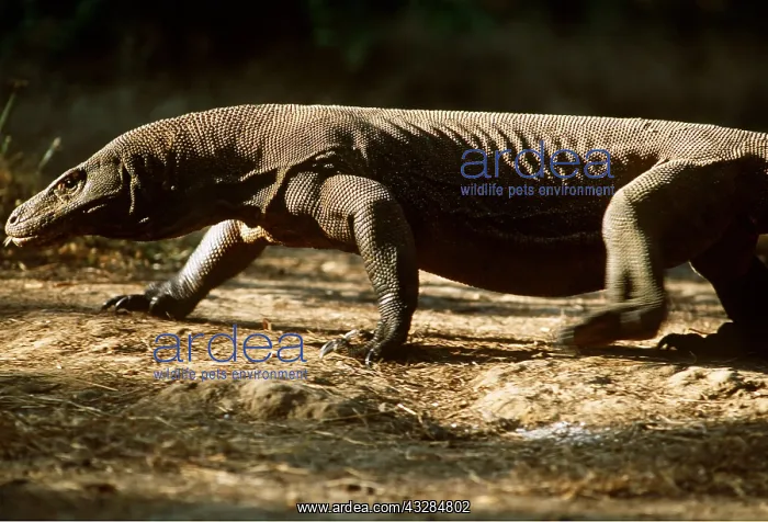 : KOMODO DRAGON - WALKING : KOMODO DRAGON - WALKING