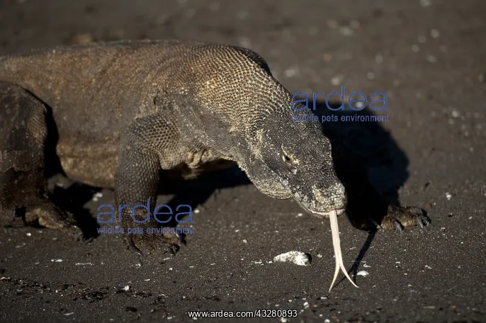  : Komodo Dragon walking on beach - Horseshoe Bay