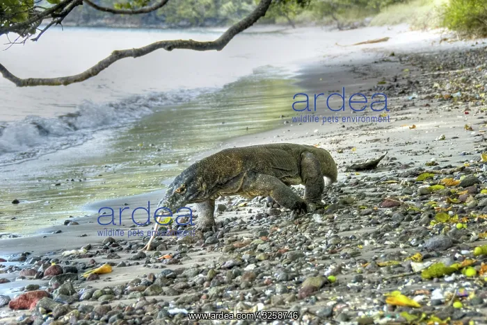 : Komodo dragon walking on stony beach, Komodo : Komodo dragon walking on stony beach, Komodo