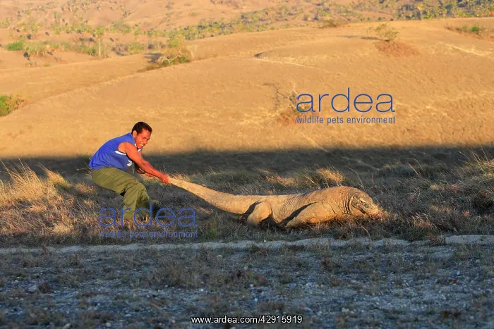 : Komodo dragon - warden pulling Dragon by tail : Komodo dragon - warden pulling Dragon by tail
