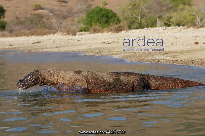 : Komodo dragon - in water : Komodo dragon - in water