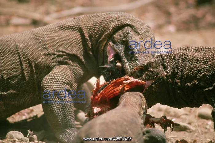 : KOMODO DRAGON - X3 EATING : KOMODO DRAGON - X3 EATING