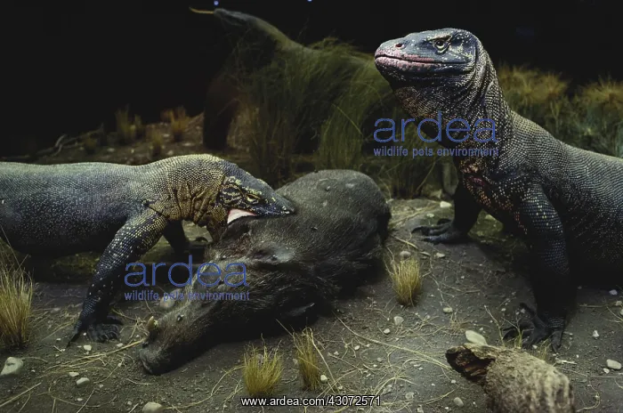 : Komodo Dragons : Komodo Dragons