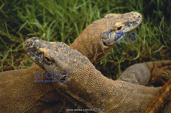 : Komodo Dragons : Komodo Dragons
