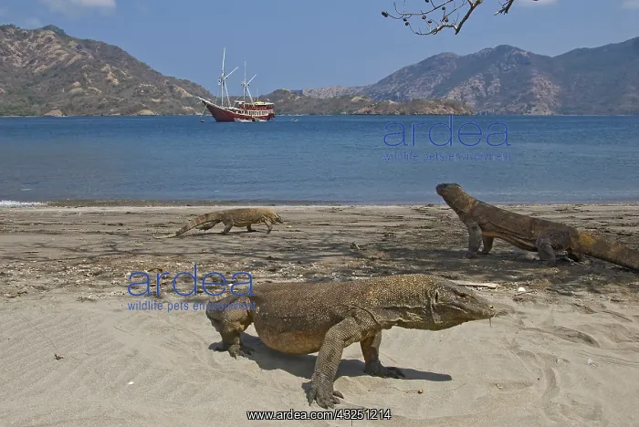: Three Komodo dragons on beach with phinisi : Three Komodo dragons on beach with phinisi