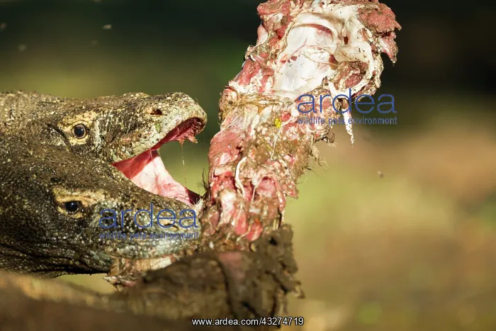 : Komodo Dragons devouring a Goat - Rinca Indonesia : Komodo Dragons devouring a Goat - Rinca Indonesia