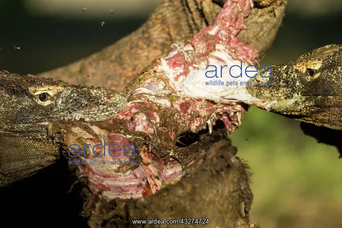 : Komodo Dragons devouring a Goat - Rinca Indonesia : Komodo Dragons devouring a Goat - Rinca Indonesia