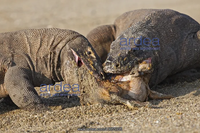 : Komodo dragons eating goat Komodo National Park Indonesia : Komodo dragons eating goat Komodo National Park Indonesia